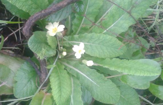 Primula