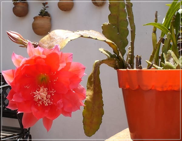 Epiphyllum sp
