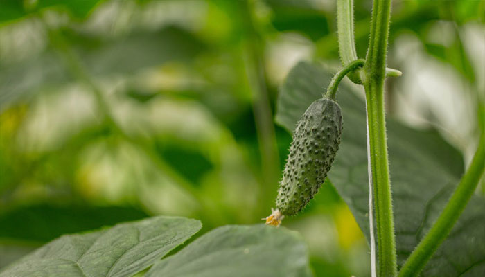 Plantas que trajeron los españoles a América