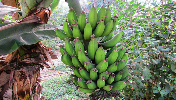 Plátano (Musa paradisiaca)