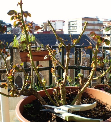 Poda de Plantas Trepadoras