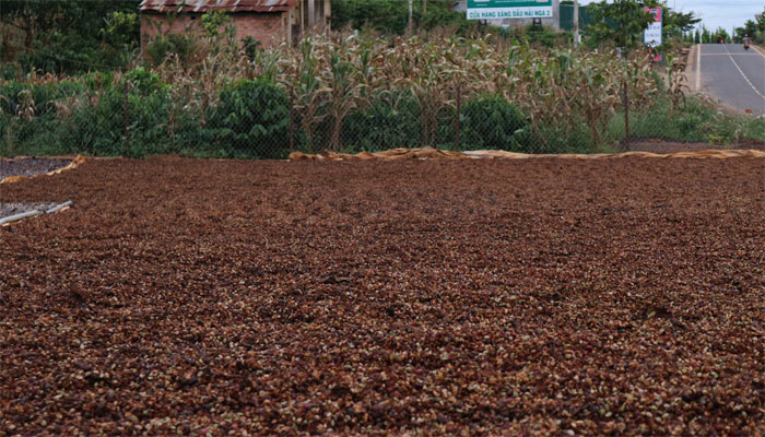 Café molido como compost