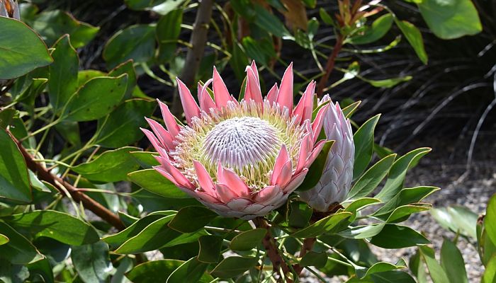 protea