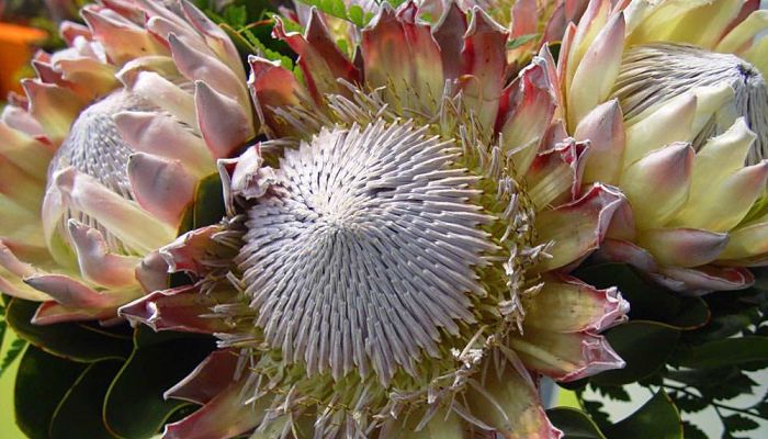 flor de protea