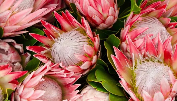 proteas