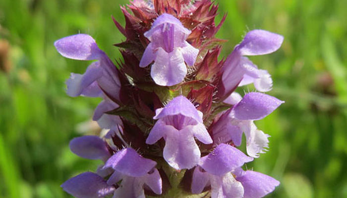 flores de prunella