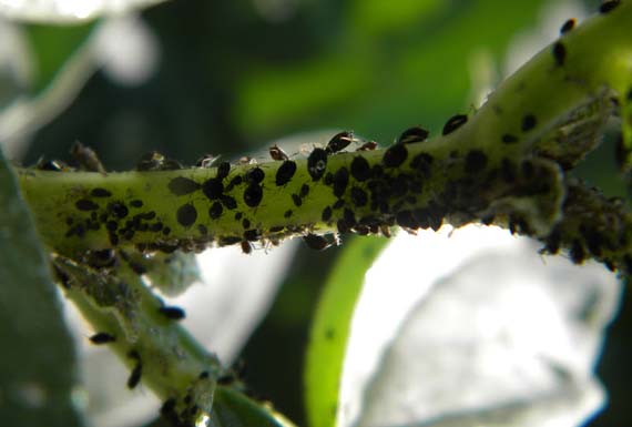 Pulgón: hormigas, bacterias y la red que lo sostiene