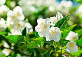 flor de jazmín