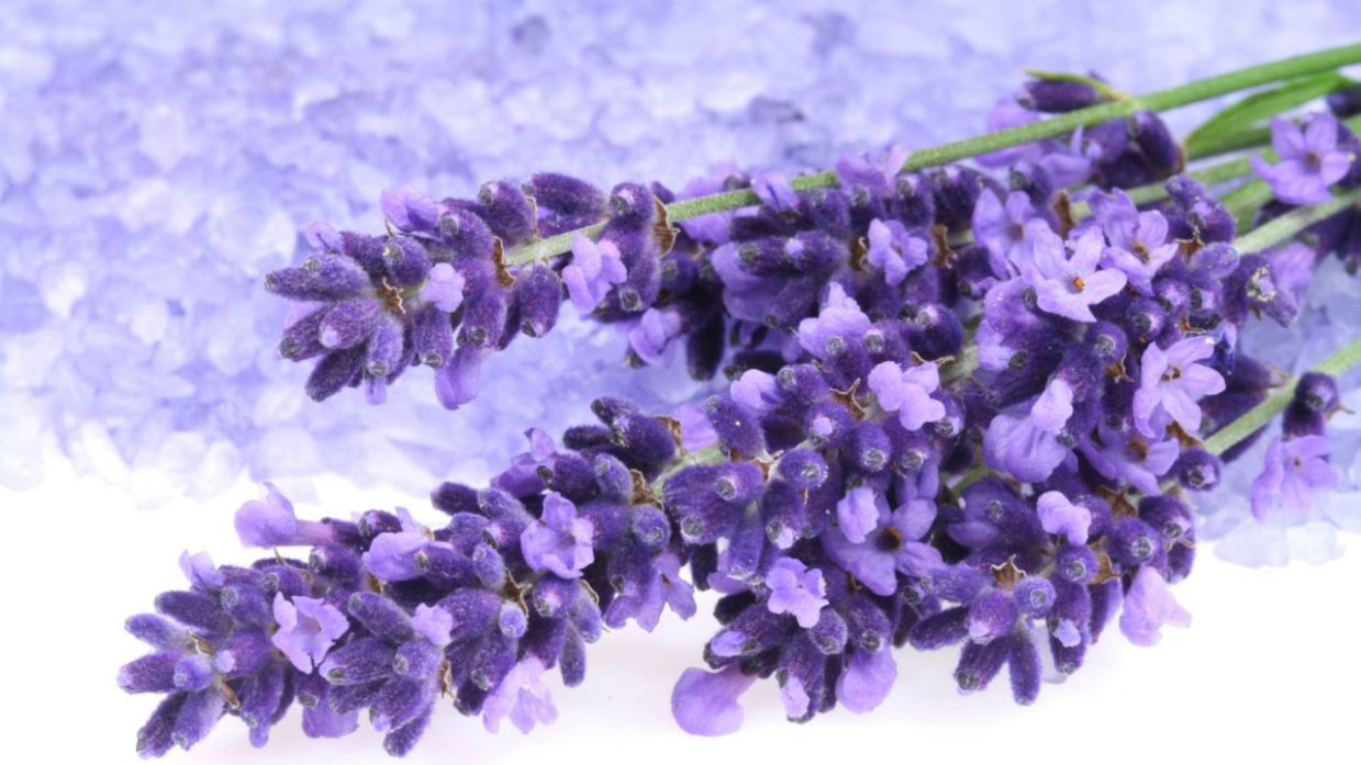 flor de lavanda