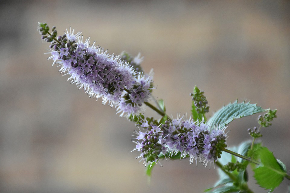 flor de menta