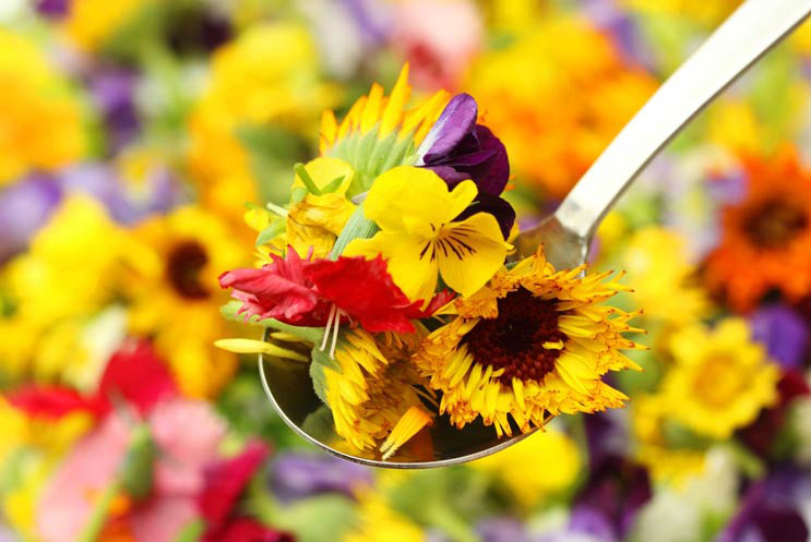 qué flores se pueden comer