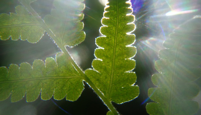 que necesitan las plantas para la fotosíntesis