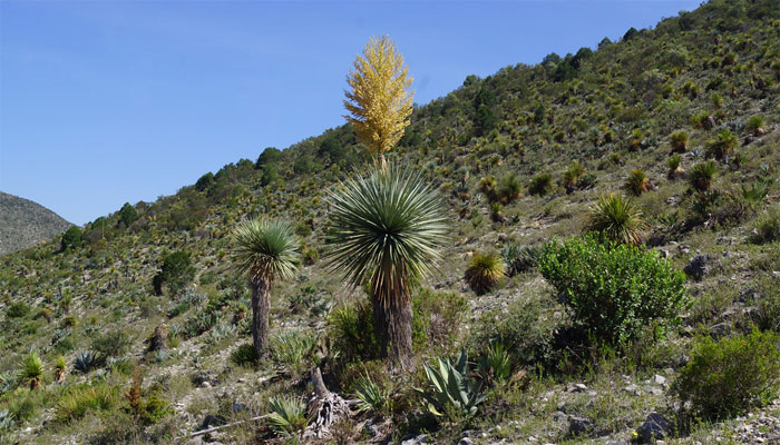 Esta es una imagen característica de lo que son plantas xerófitas