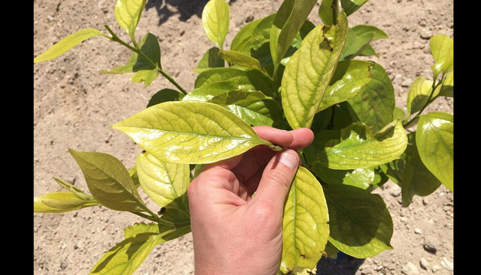 Planta Abonada con Quelato de Hierro