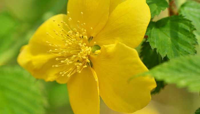 flores de querria