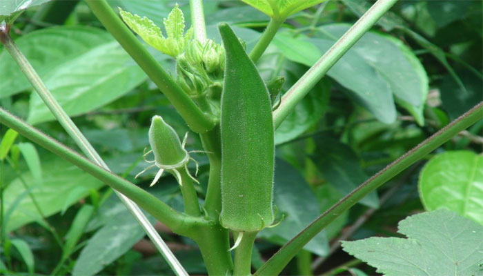 Planta de Quimbombó (okra)