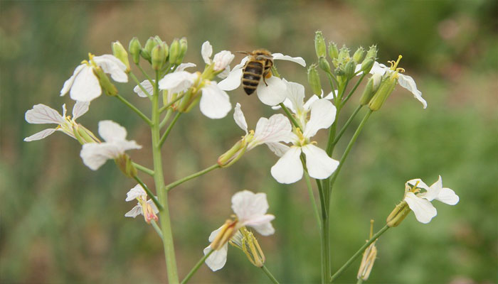 Flor de Rábano siendo polinizada por la abeja