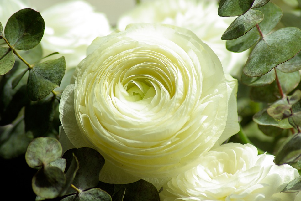 flor ranúnculus