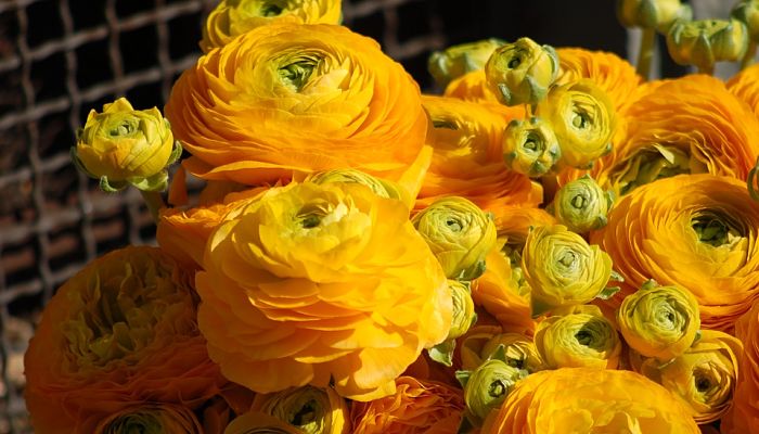 Ranúnculus