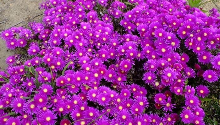 Rayo De Sol. Origen, Descripción,
Botánica, Cuidados Y Usos