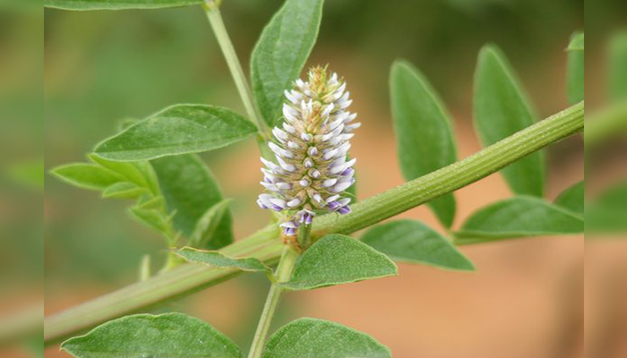 Regaliza (Glycyrrhiza glabra)