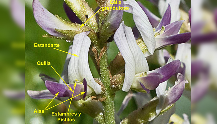 Flores de Glycyrrhiza glabra