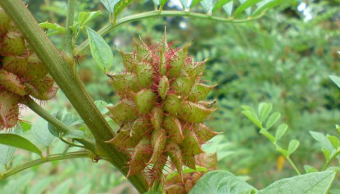 glycyrrhiza glabra fruto