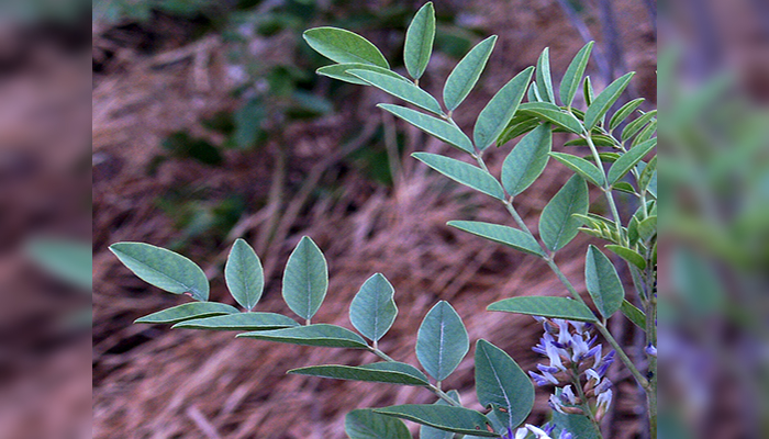 Hojas de Glycyrrhiza glabra