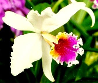 Reproducción de las orquídeas: polinias, engaño y semilla