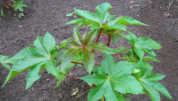 Ricinus communis