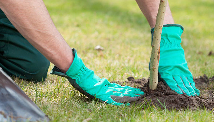 como plantar un-roble