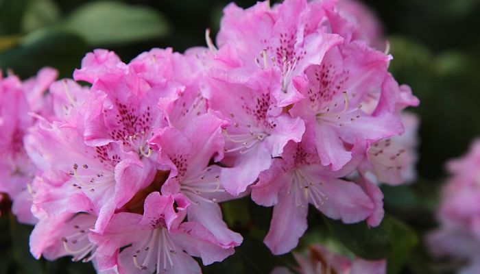 Rododendro