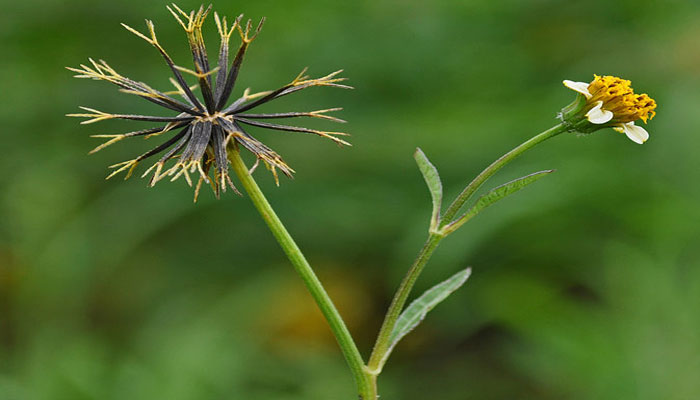 Bidens pilosa