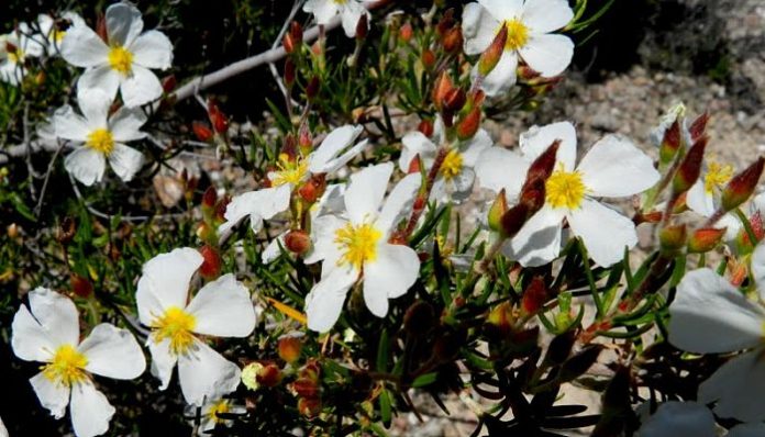 Mata de jara de hoja lineal con flores blancas de cinco pétalos y centro amarillo