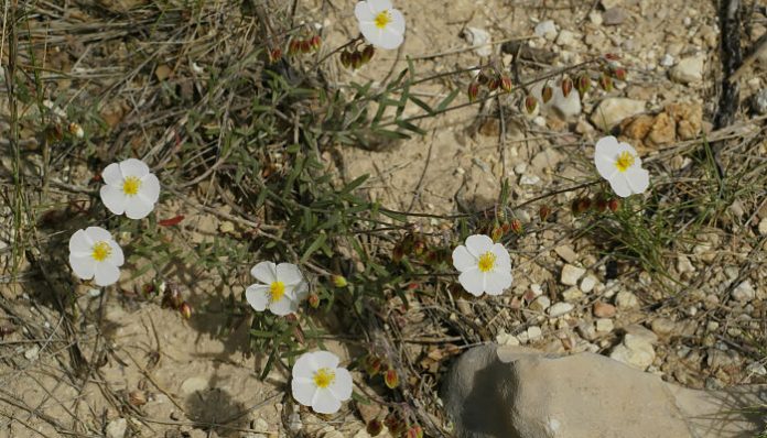 Cistácea de hoja estrecha y flores blancas creciendo en terreno pedregoso calizo