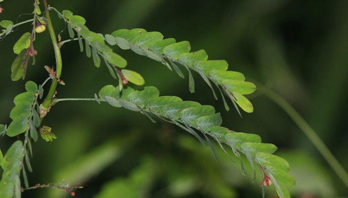 Rompepiedra planta