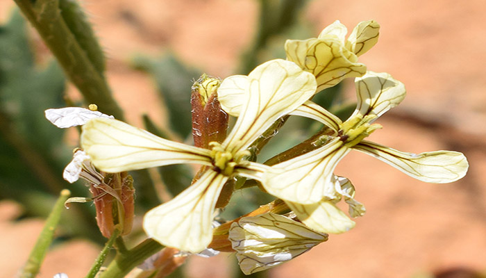 Flores de la Roqueta