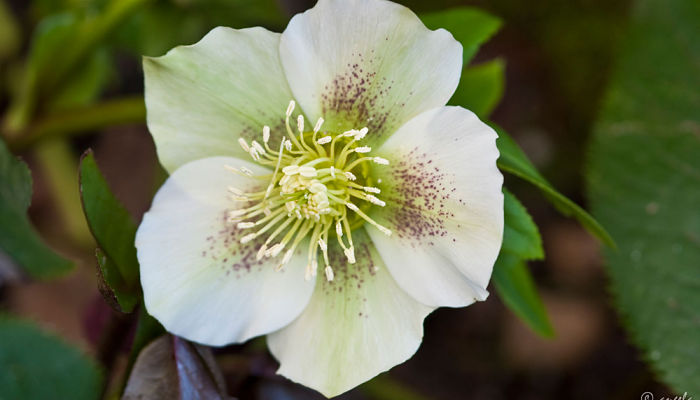 Rosa Cuaresma. Origen, Descripción,
Cultivo, Cuidados, Propiedades