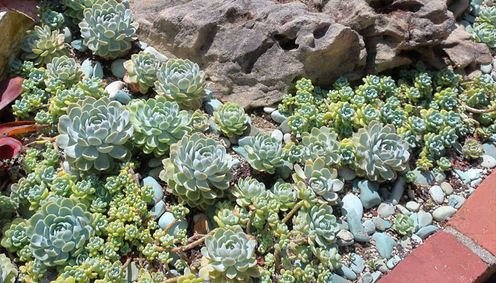 La Rosa de alabastro se ve muy bien en jardín de rocas