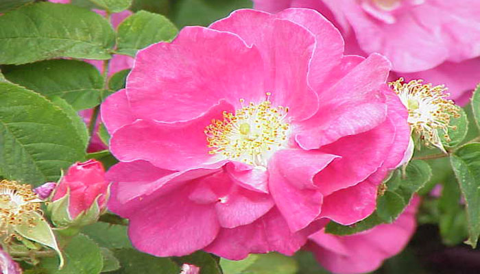 Rosa gallica officinalis