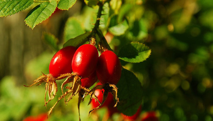 Frutos de Rosa mosqueta