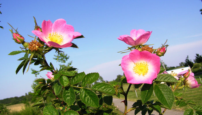 Flores hermosas