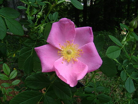 rosa virginiana cuidados