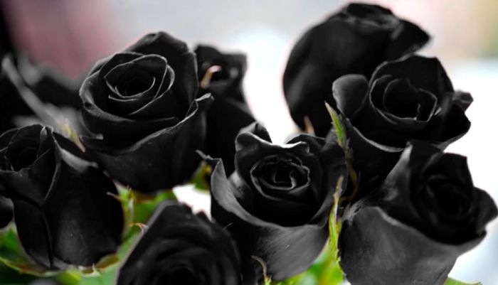 Una rosa negra crece en medio de un camino.