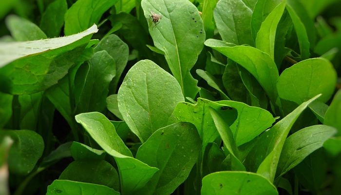 Rúcula. Origen, Descripción, Cultivo,
Cuidados, Propiedades