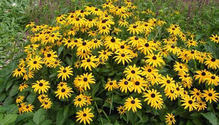 Rudbeckia