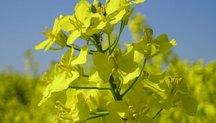 brassica napus flor