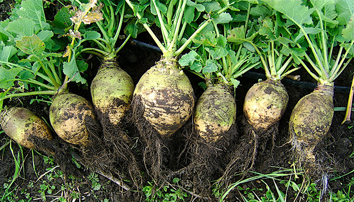 Rutabaga (Brassica napus)