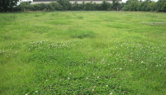 Ryegrass. Origen, Descripción, Cultivo,
Cuidados, Propiedades
