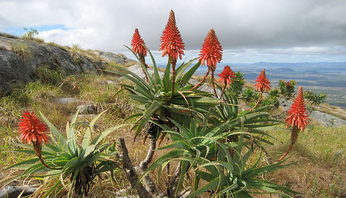 Aloe candelabro